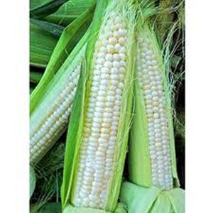 SILVER QUEEN SWEET CORN 1/2#