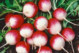 SPARKLER RADISH 3.50 GRAM