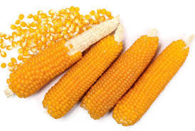 POPCORN SOUTH AMERICAN 1/2#