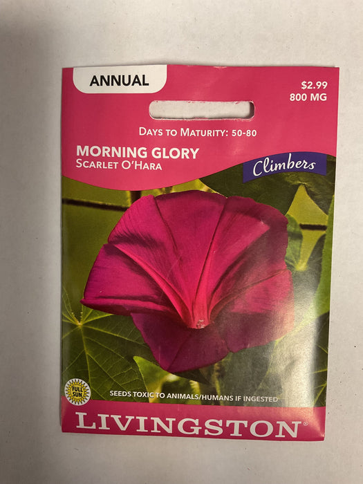 MORNING GLORY SCARLET O'HARA