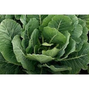 MORRIS HEADING COLLARD .25 OZ