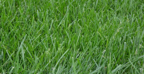 FESCUE-PASTURE KENTUCKY 31 5#