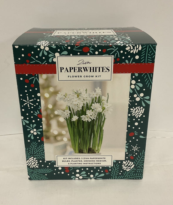 PAPERWHITES ZIVA BULB KIT