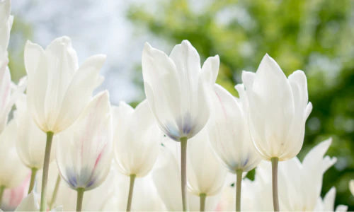 Check Out Our Flowers & Ground Cover
