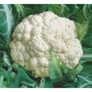 SNOWBALL CAULIFLOWER 1.00 GRAM