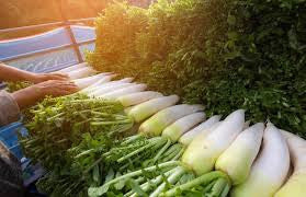 DAIKON RADISH 5#