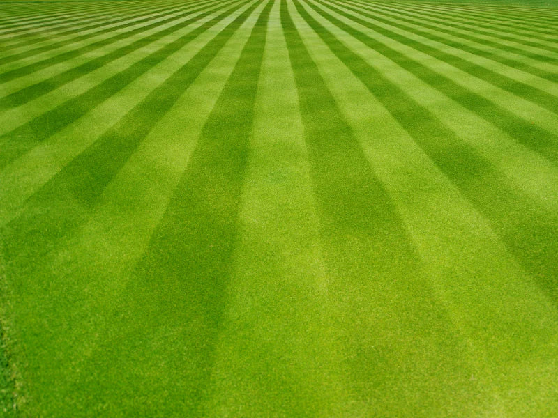 Check Out Our Grass Selection