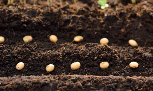 Check Out Our Garden Seeds