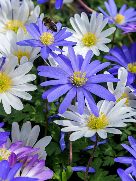 ANEMONE BLANDA MIXTURE