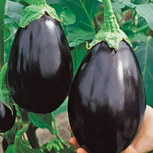 EGGPLANT BLACK BEAUTY .125 GRA