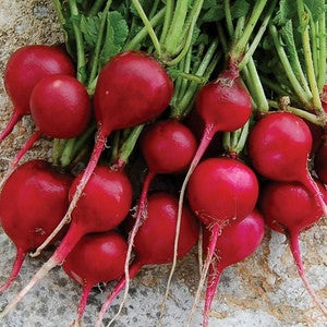 SCARLET GLOBE RADISH 3.50 GRAM