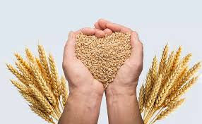 FIELD SEED