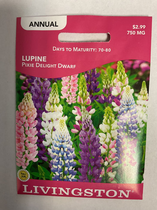 LUPINE PIXIE DELIGHT DWARF