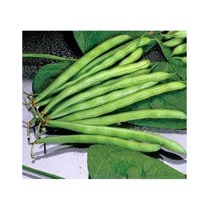 BLUE LAKE POLE BEAN 1#