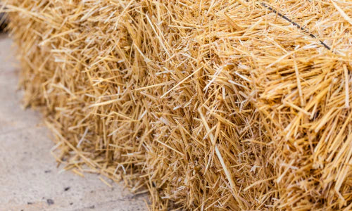 Check Out Our Hay & Bedding