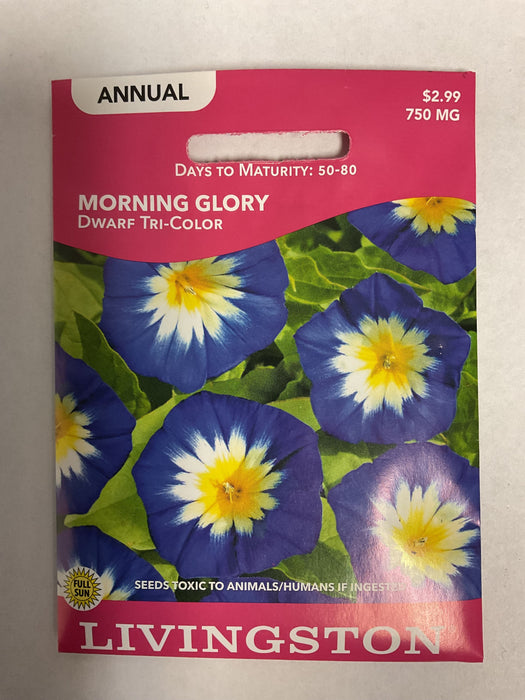 MORNING GLORY DWARF TRI COLOR