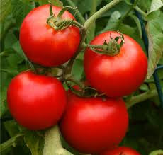 BIG BOY TOMATO .125 GRAM