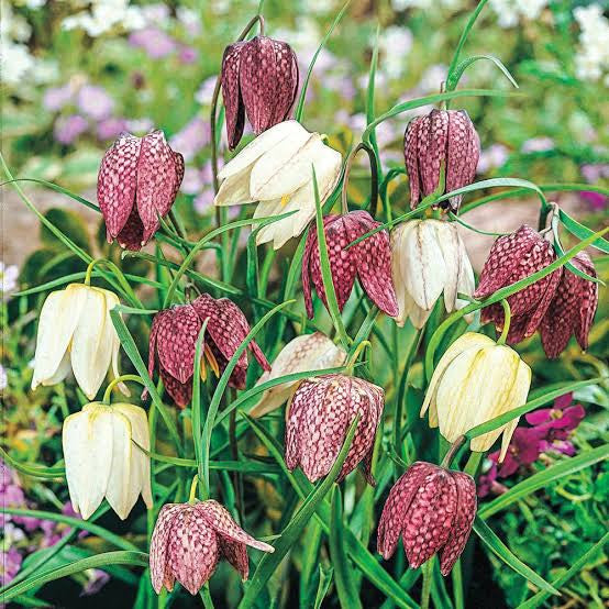 FRITILLARIA MELEAGRIS MIXTURE