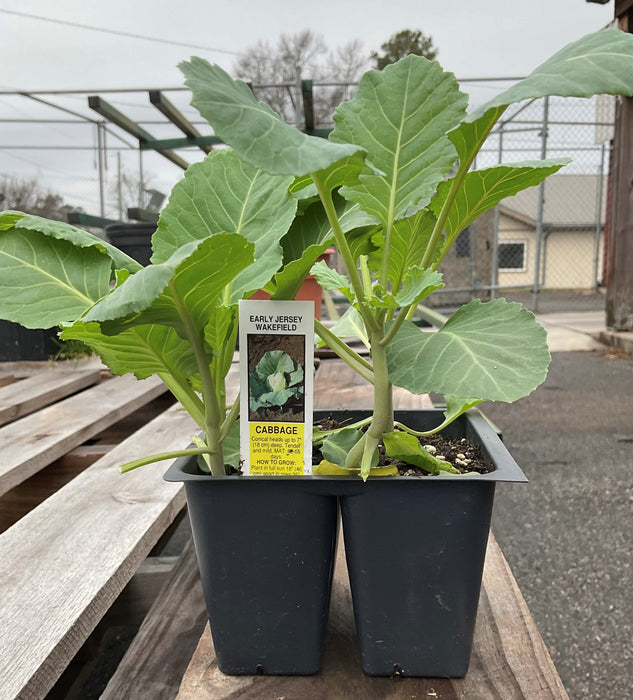 EARLY JERSEY CABBAGE 1#