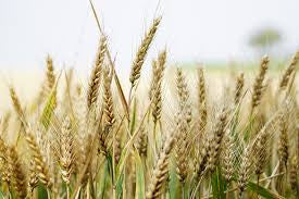 GORE WHEAT 50#
