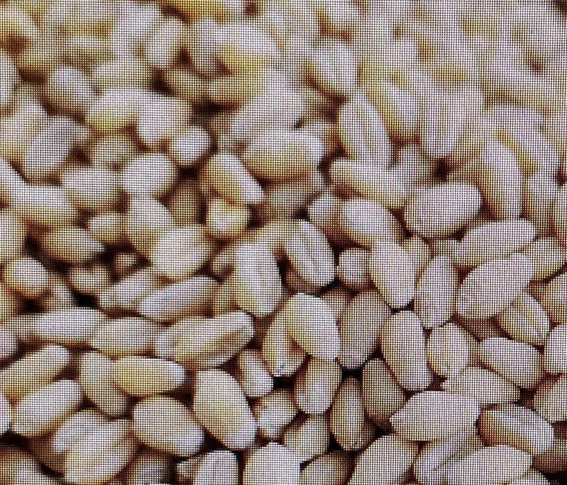 WHEAT SALUDA CERTIFIED 50#