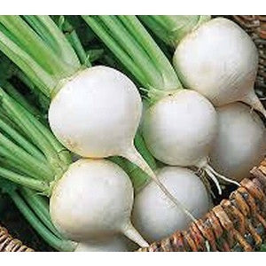 WHITE EGG TURNIP .25 OZ