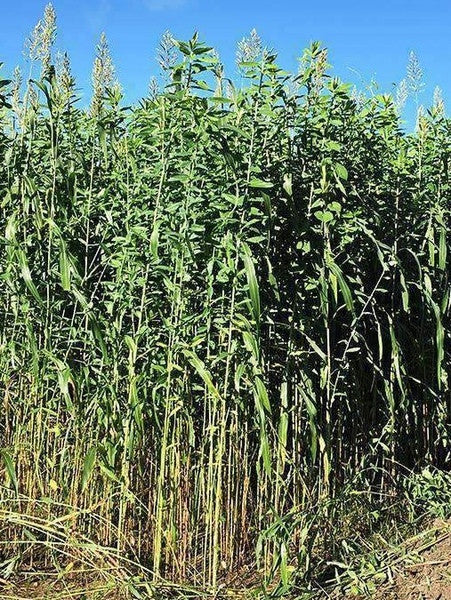 EGYPTIAN WHEAT 50#
