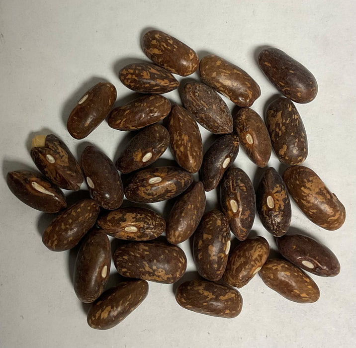 TOP CROP BUSH BEAN 1#