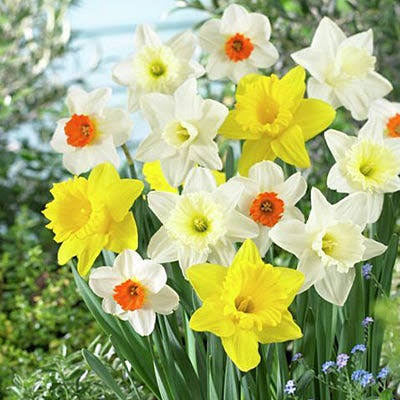 NARCISSUS LRG CUPPED MIXTURE