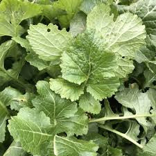 SEVEN TOP TURNIP .25 OZ