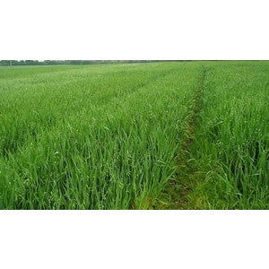 COKER 227 OATS 50#