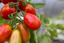 ROMA TOMATO .125 GRAM
