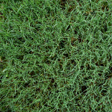BERMUDA-HULLED COATED 1#