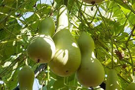 BOTTLENECK GOURD 1.5 GRAM
