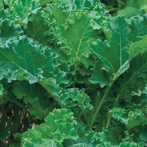 DWARF SIBERIAN KALE 1#