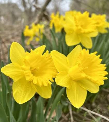 NARCISSUS KING ALFRED