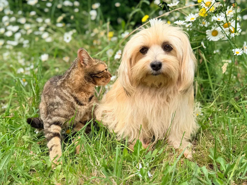 Pet