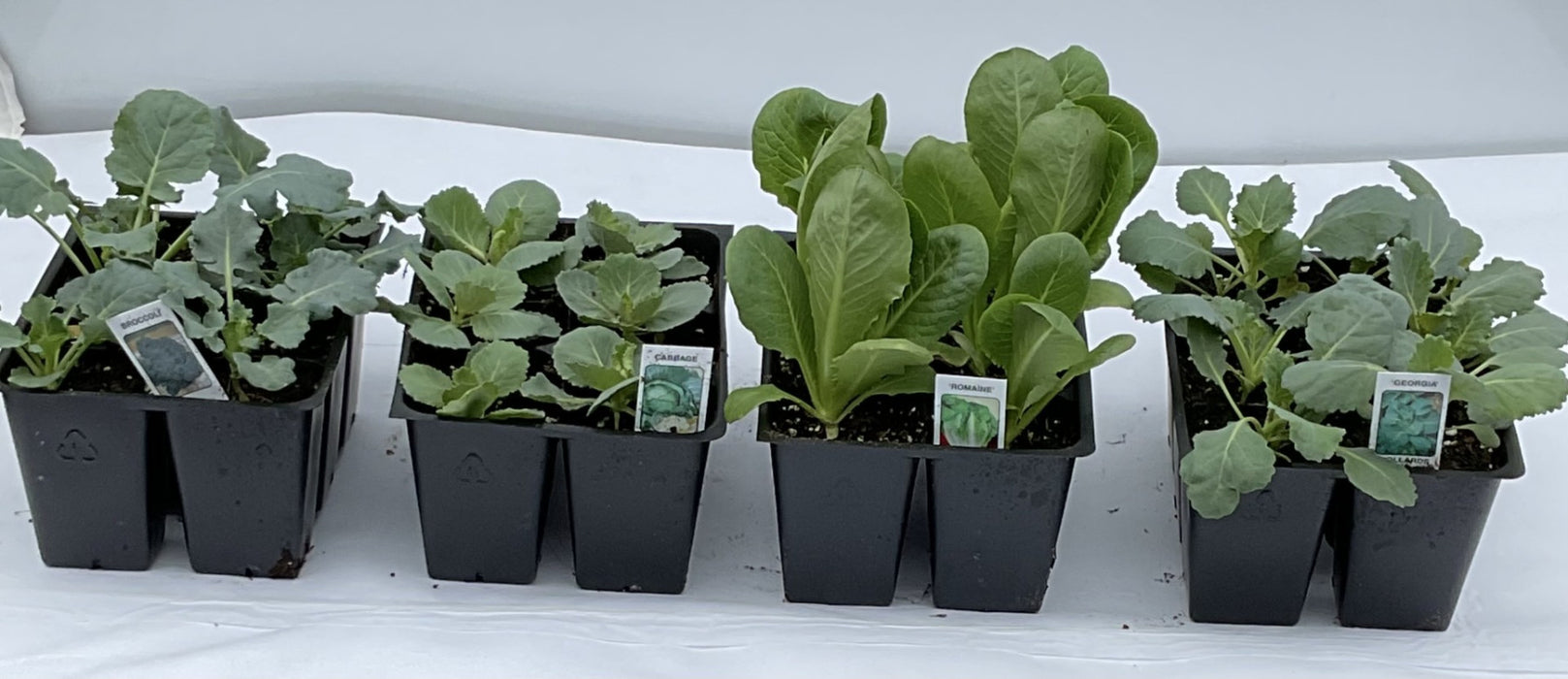 FROGGY BOTTOMS 6 PACK VEGGIE