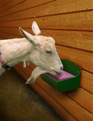 SALT BLOCK FEEDER 1 QT