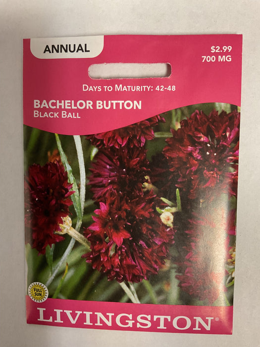 BACHELOR BUTTON BLACK BALL