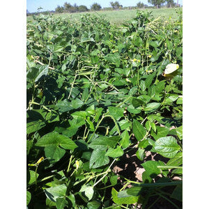 LADY PEAS 1#