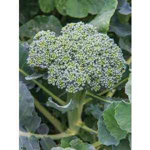WALTHAM BROCCOLI .5 GRAM