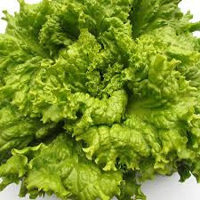 BLACK SEEDED LETTUCE 1.50 GRAM