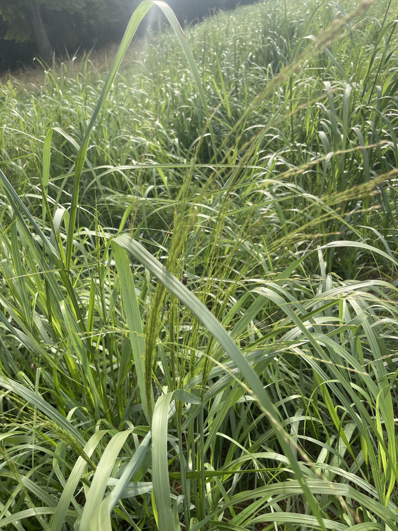 NATIVE GRASS