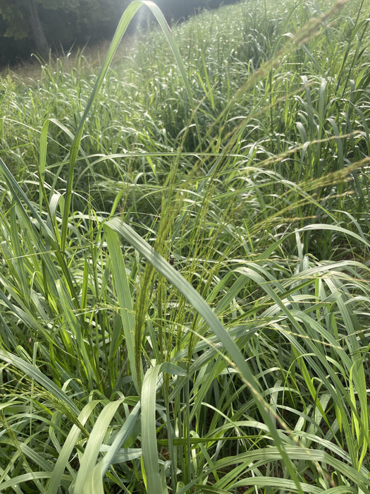 SWITCHGRASS-RC BIG ROCK 1#