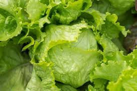 GREAT LAKES LETTUCE 1.50 GRAM