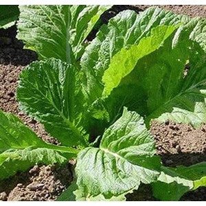 FLA BROADLEAF MUSTARD .25 OZ