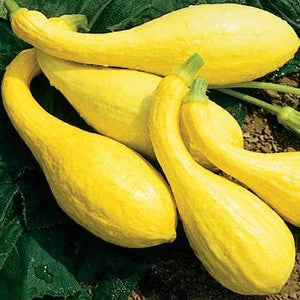 CROOKNECK SQUASH 1.50 GRAM
