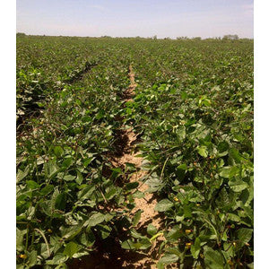 TOPPICK PINKEYE PEAS 1#