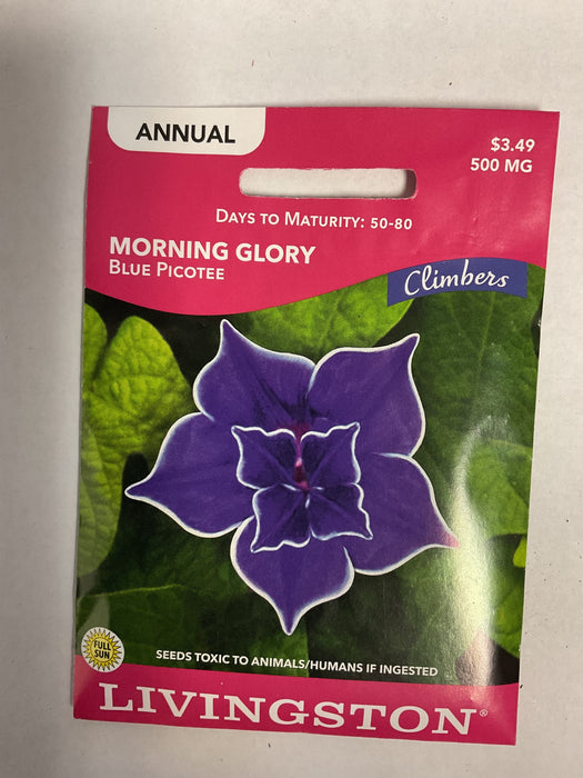 MORNING GLORY BLUE PICOTEE